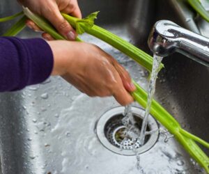 person washing celery in a sink