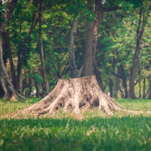 Tree stump with long roots